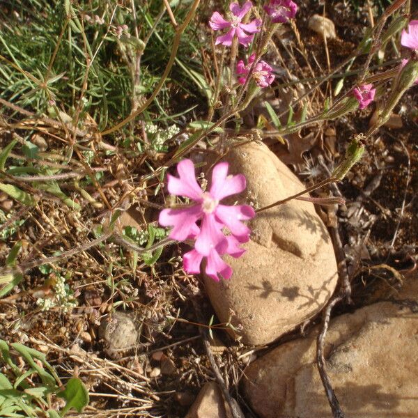 Silene scabriflora Квітка