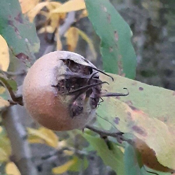 Mespilus germanica Плод