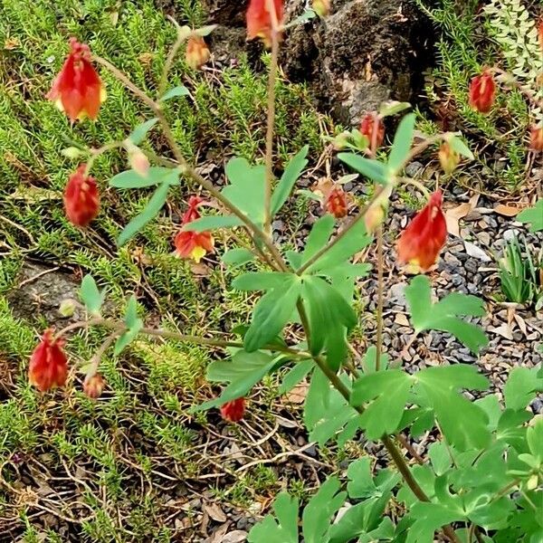 Aquilegia canadensis عادت داشتن