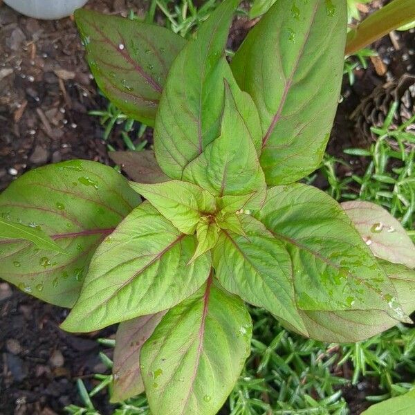 Amaranthus tricolor Lehti