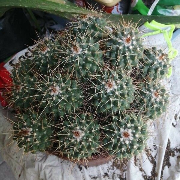 Mammillaria karwinskiana Hoja