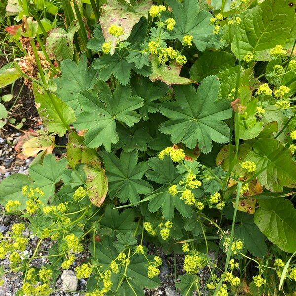 Alchemilla xanthochlora Virág