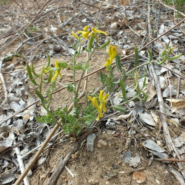 Corydalis aurea Pokrój