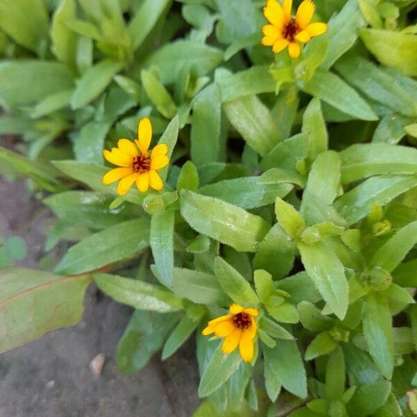 Calendula arvensis Other