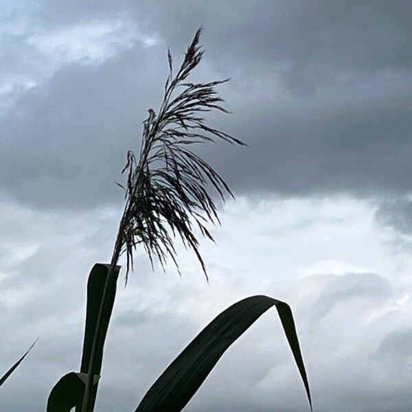 Phragmites australis Flower