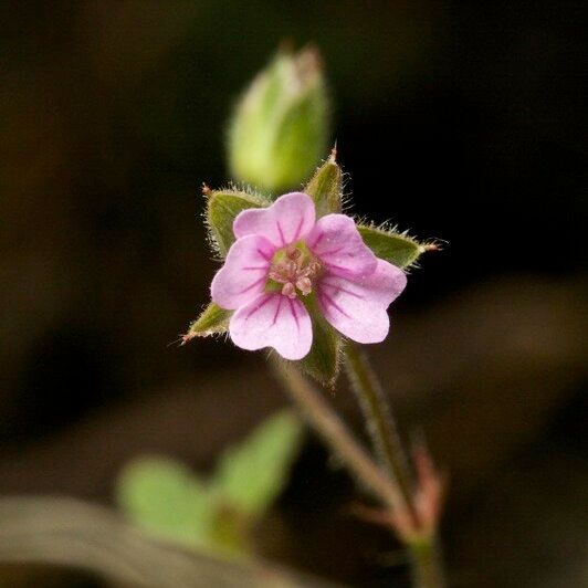 Geranium divaricatum Sonstige