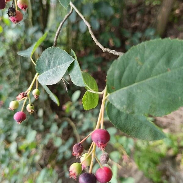 Amelanchier canadensis Fruitua