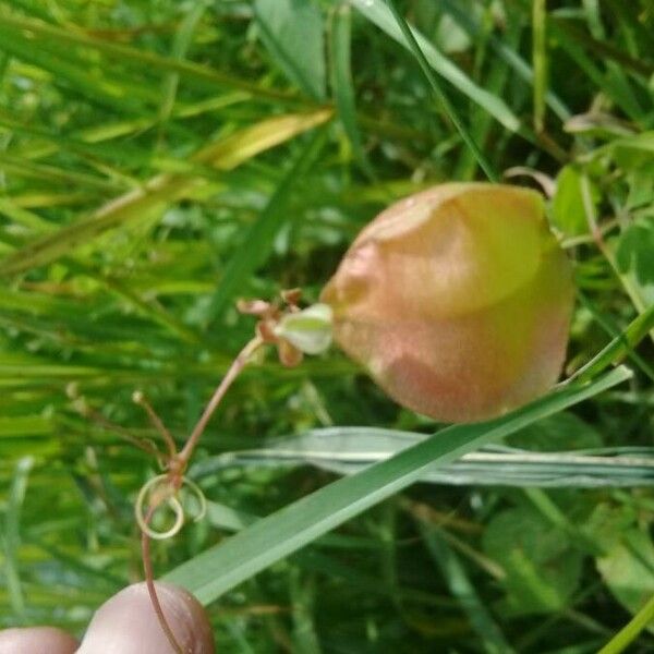 Cardiospermum halicacabum Fruit