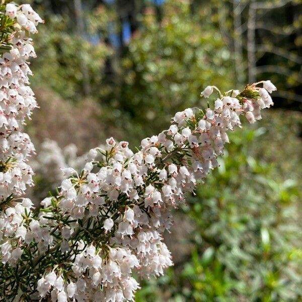 Erica arborea Flor