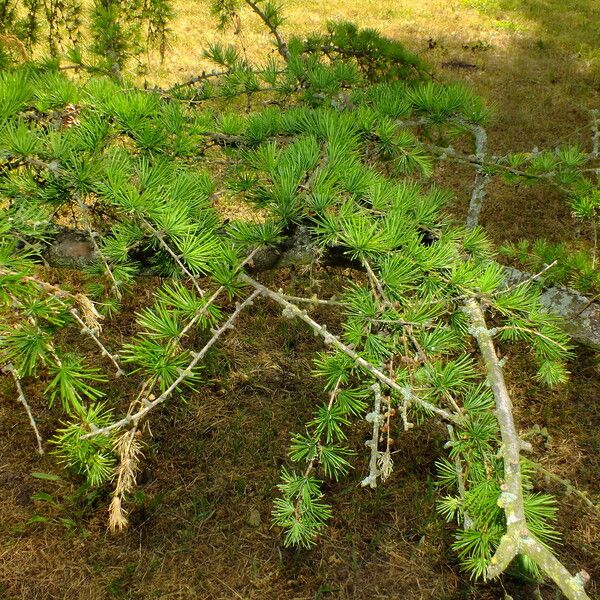 Larix kaempferi 葉