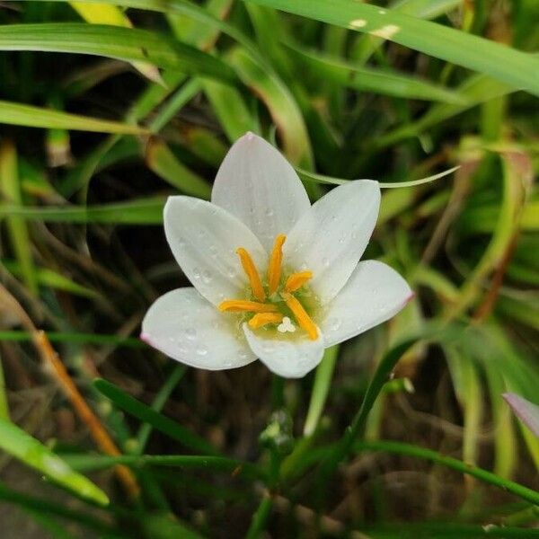 Zephyranthes candida Flor