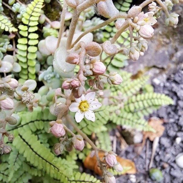 Sedum dasyphyllum Цветок
