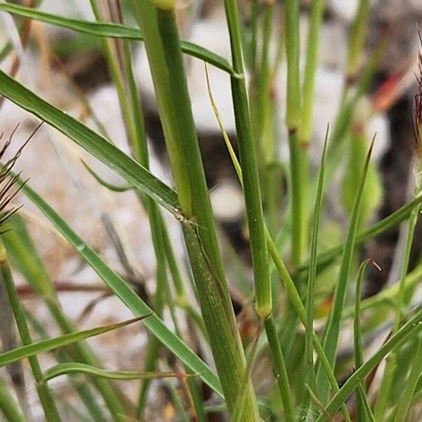 Cenchrus ciliaris Kôra