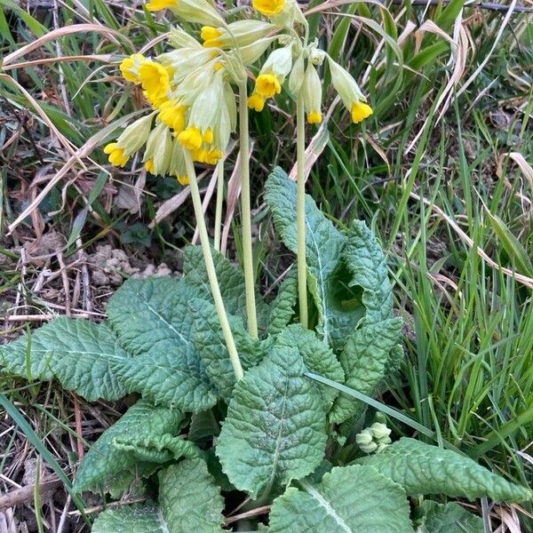 Primula veris Квітка