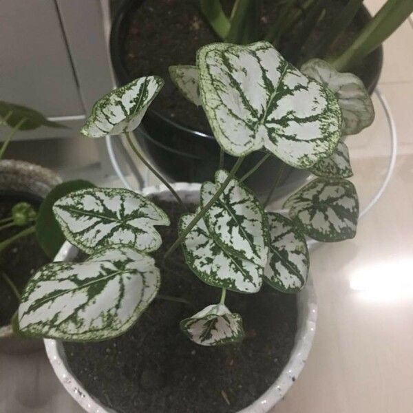 Caladium humboldtii 葉