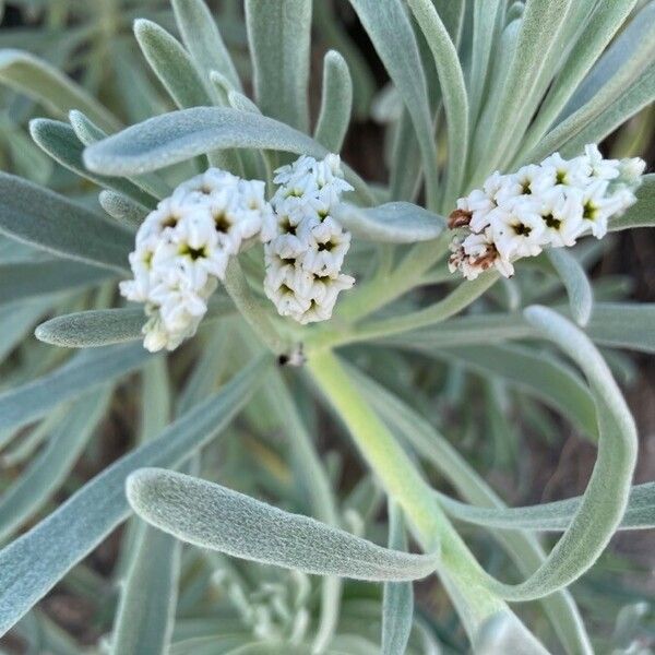 Tournefortia gnaphalodes Flower