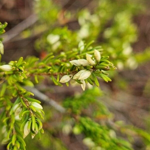 Empetrum nigrum Flor