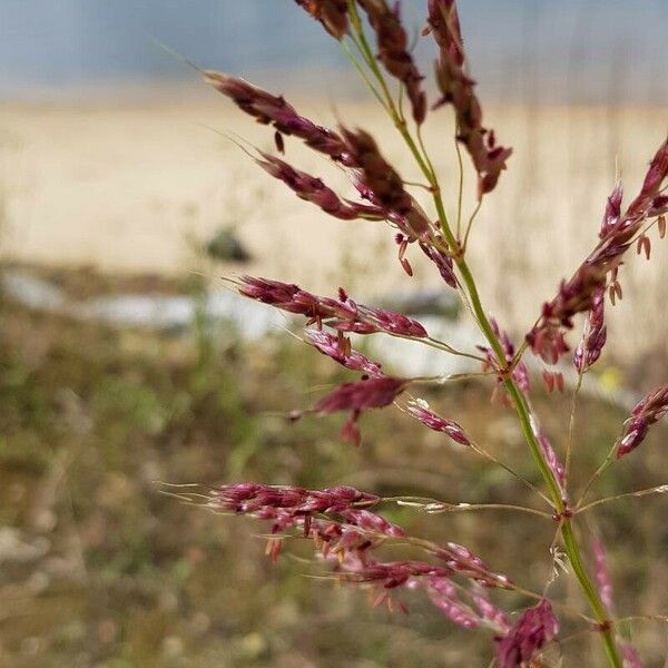 Sorghum halepense Flower