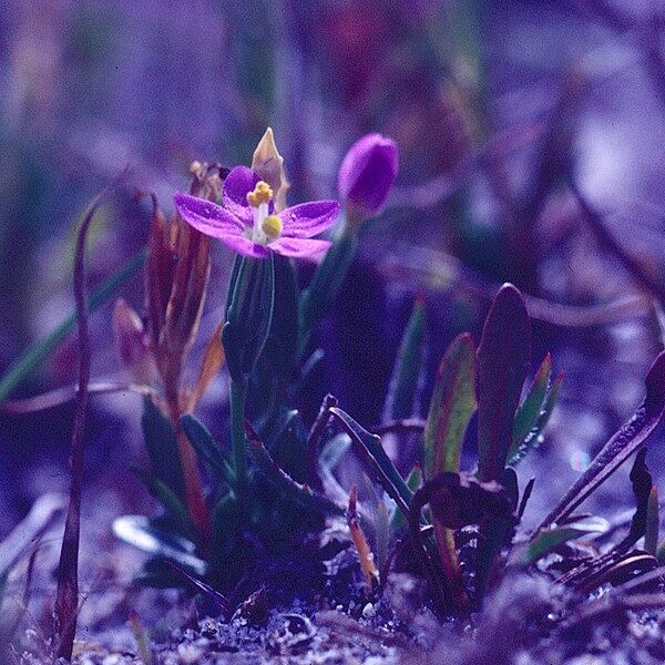 Centaurium littorale Flower