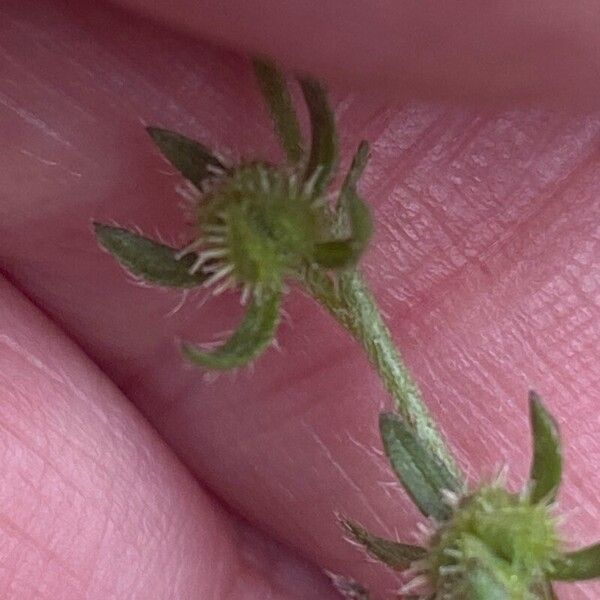 Lappula squarrosa Fruit