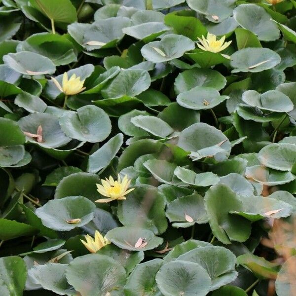 Nymphaea mexicana Flower