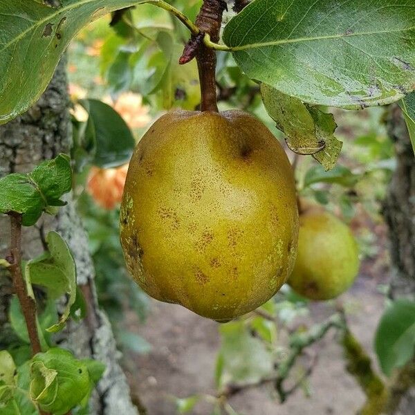 Pyrus communis Plod