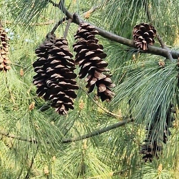 Pinus wallichiana Fruchs