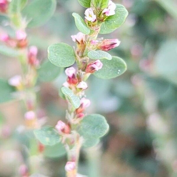 Polygonum arenastrum 花