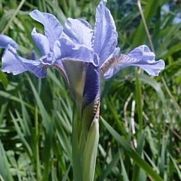 Iris sibirica പുഷ്പം