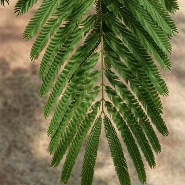 Anadenanthera colubrina برگ