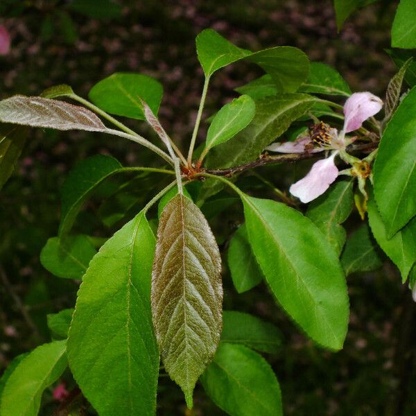 Malus × floribunda Lehti