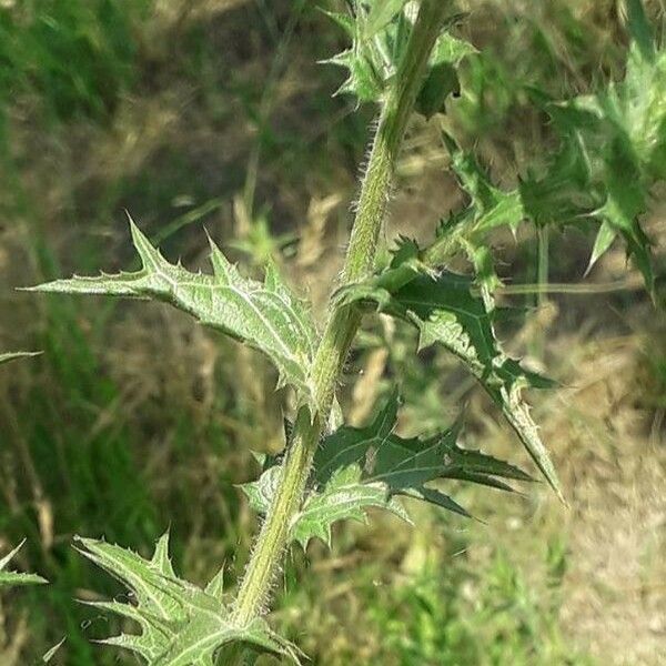 Carthamus lanatus Schors