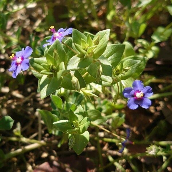 Lysimachia foemina عادت