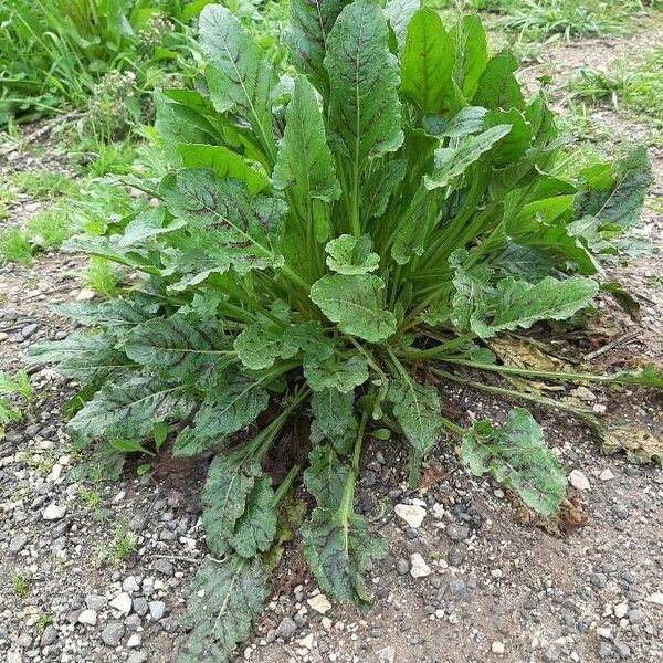 Beta vulgaris Агульны выгляд