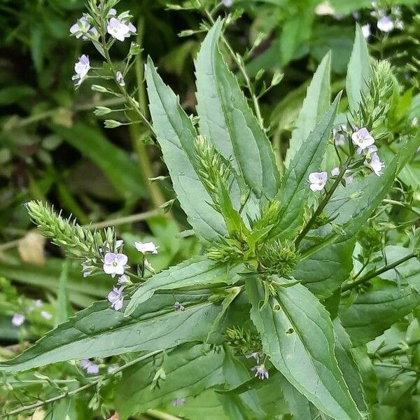 Veronica anagallis-aquatica Arall