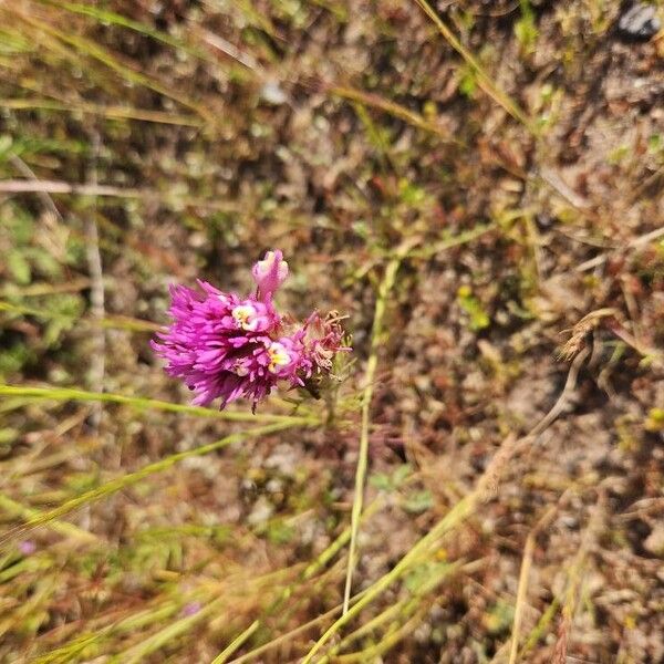 Castilleja exserta Цвят