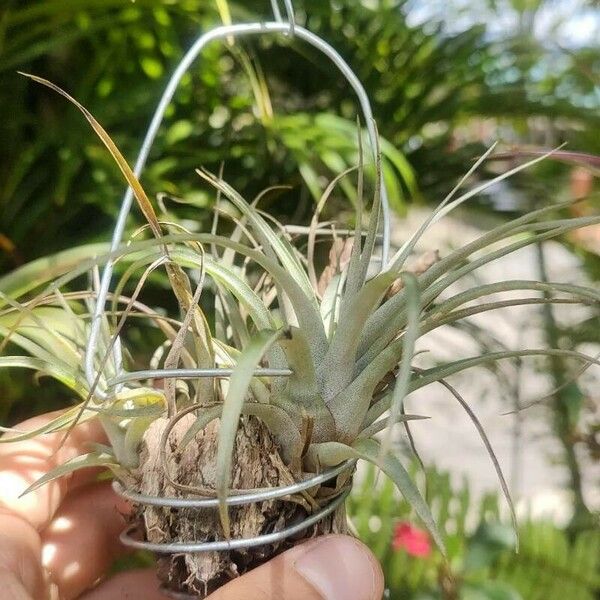 Tillandsia chontalensis Foglia