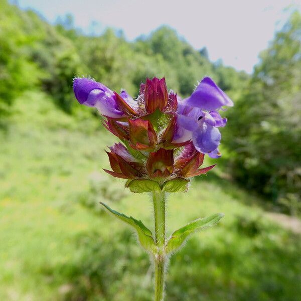 Prunella grandiflora Çiçek