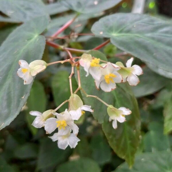 Begonia angularis Floro