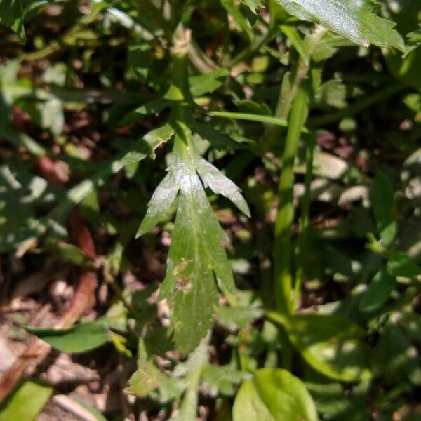 Lepidium densiflorum Fulla