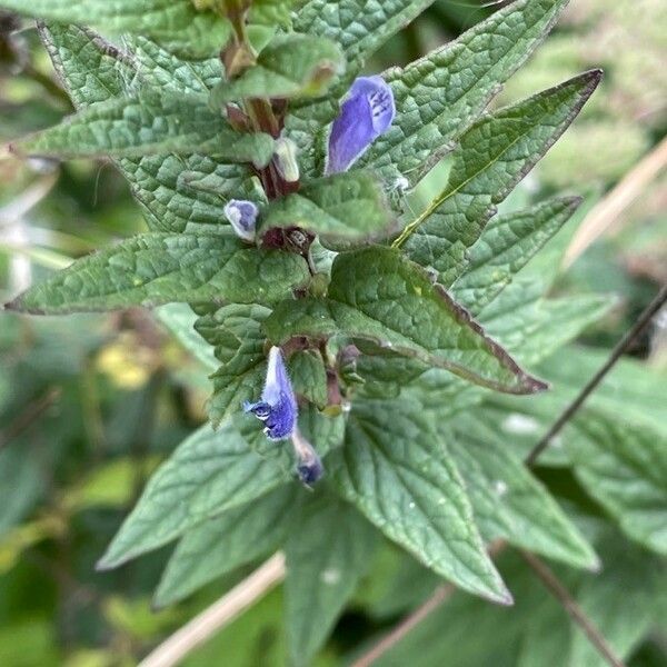 Scutellaria galericulata Lorea