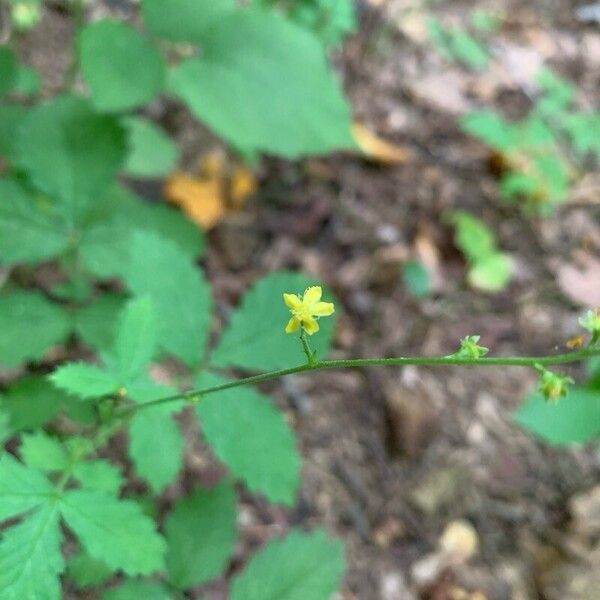 Agrimonia rostellata 花