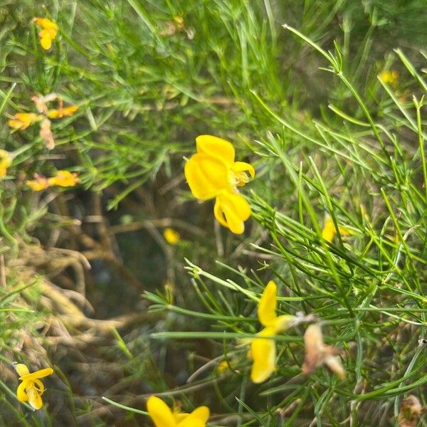 Genista radiata Flower