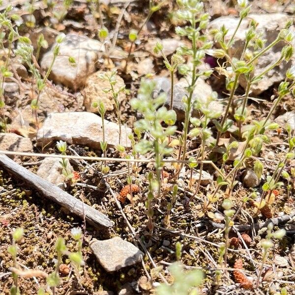 Alyssum simplex Lehti