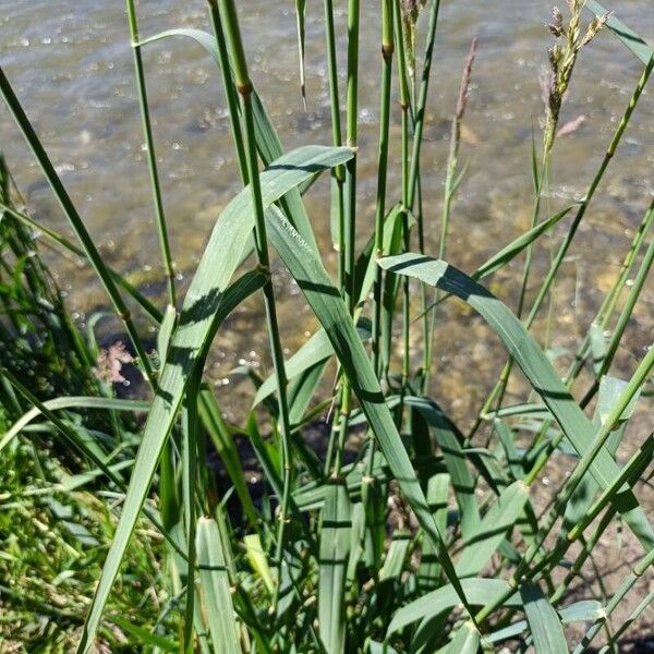 Phalaris arundinacea Levél