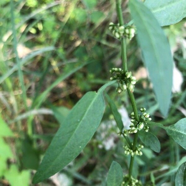 Lipandra polysperma ഇല