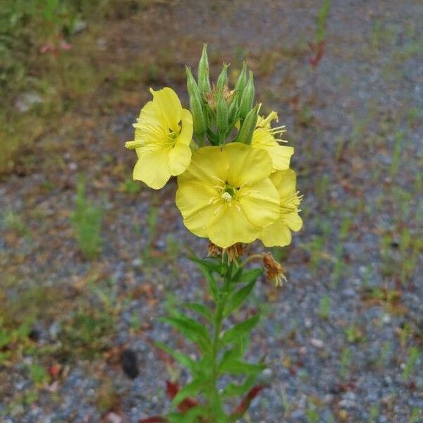 Oenothera biennis 花