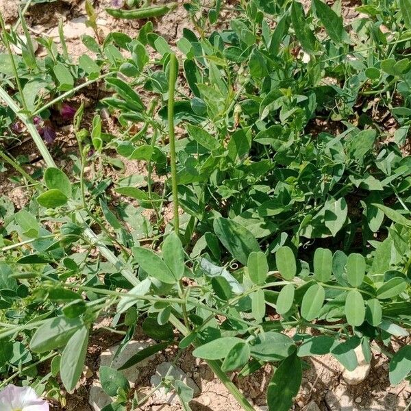 Lathyrus tuberosus Leaf