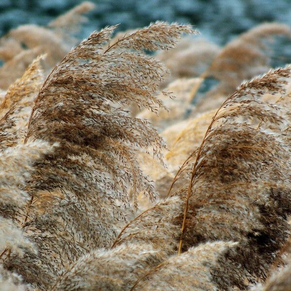 Phragmites australis Fruto