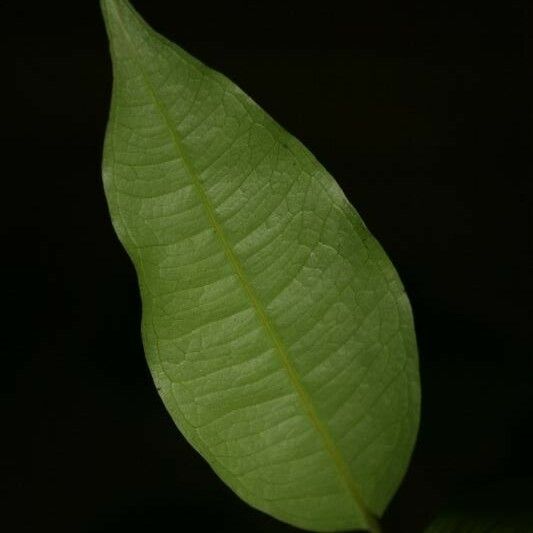 Eugenia gongylocarpa Foglia